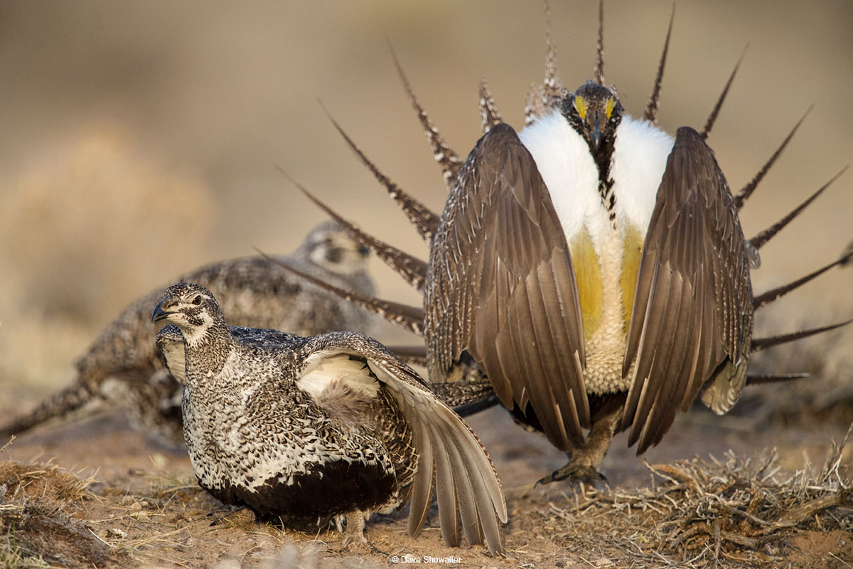 On a Sage-grouse lek deep in the sagebrush sea, a female Greater Sage-grouse signals her readiness to mate by gently raising...