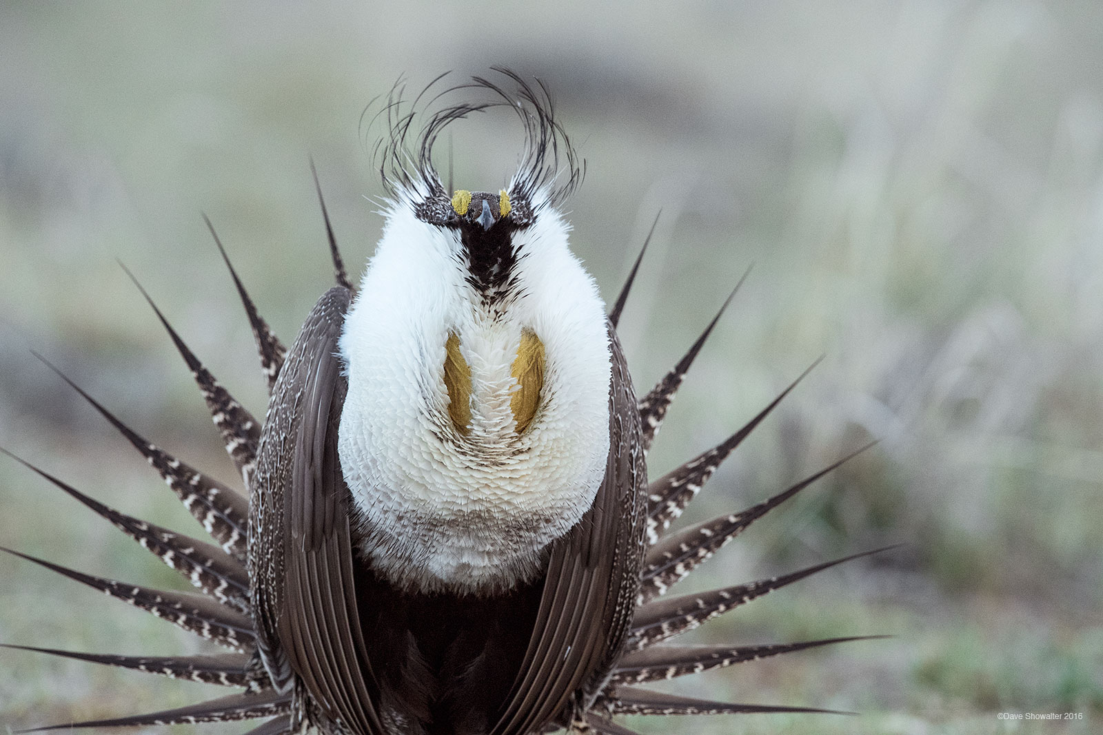 With spiky tail feathers, puffed up air sacs, and extended filoplumes, a male Greater Sage-grouse displays for a nearby female...