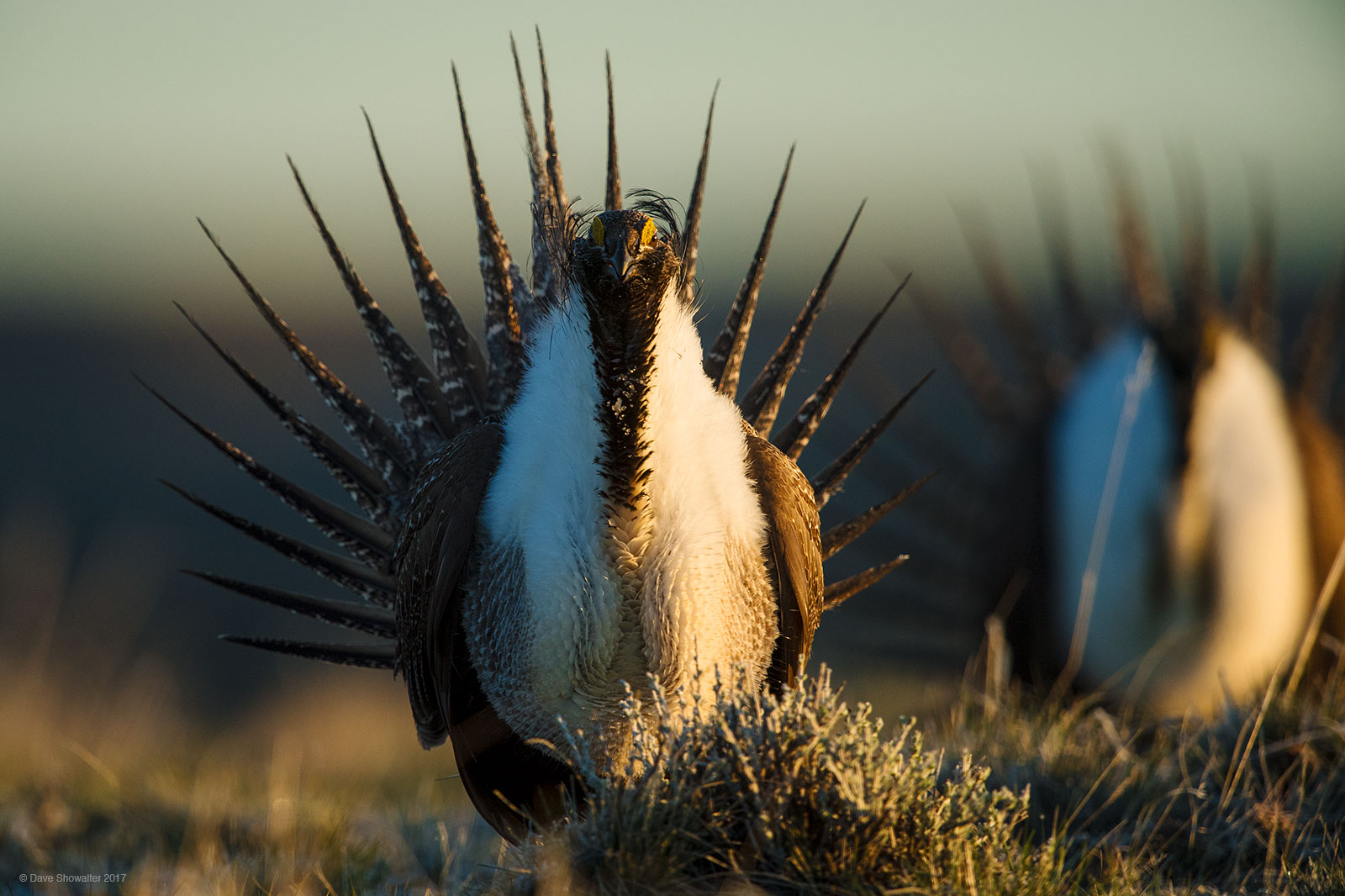 With one of the great courtship rituals, Greater Sage-grouse males strut, puff up chests, fight, and raise their spikes tail...