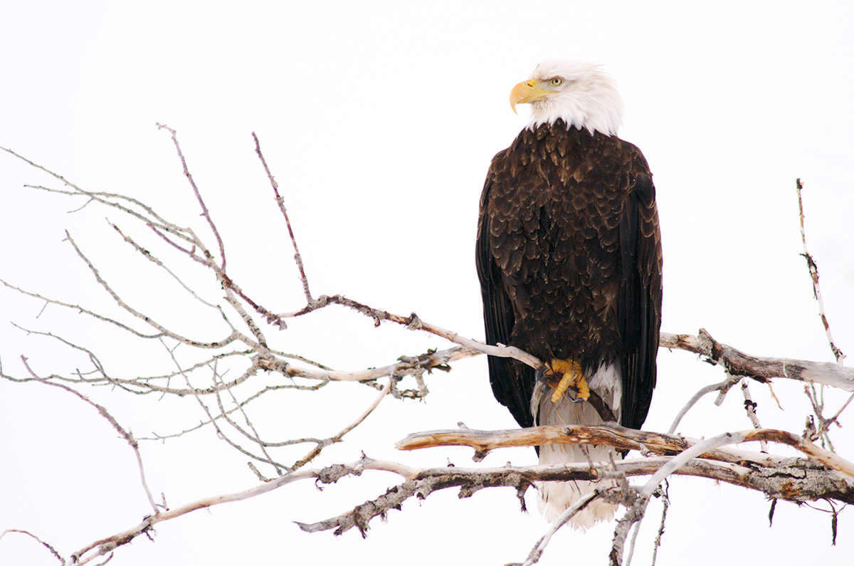 A bald eagle &quot;loafs&quot; on a cottonwood branch along the Gros Ventre River, one February afternoon. Raptors spend about...