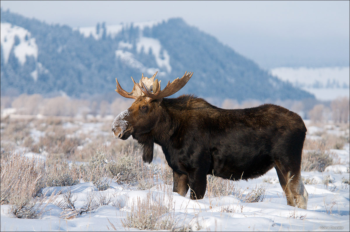 &nbsp;A bull moose, still carrying his antlers pauses while browsing on bitterbrush. The landscape is Antelope Flats, with a...
