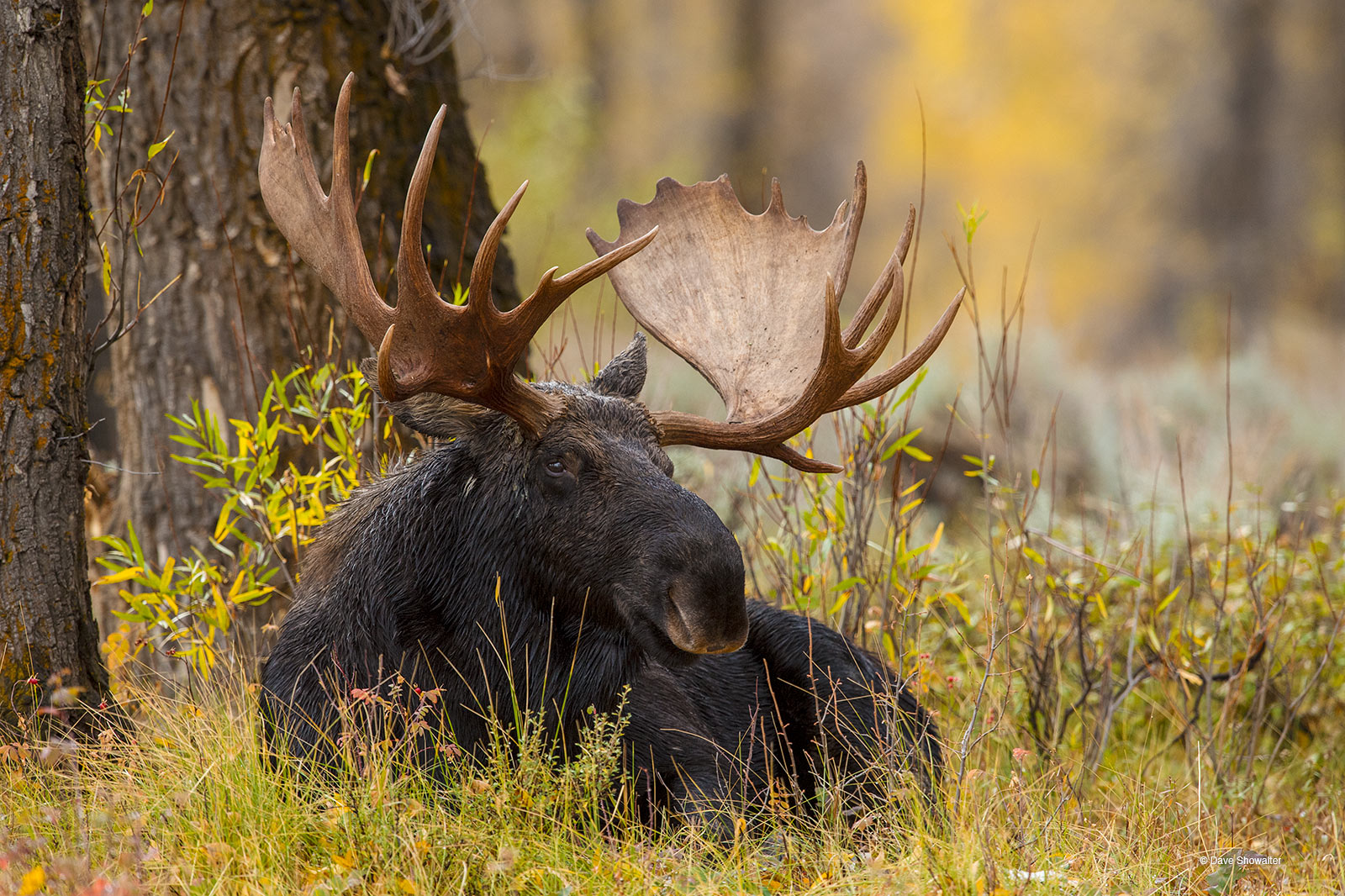 Exhausted from the pursuit of cows during the fall rut, a very large bull moose rests in a cottonwood gallery forest. These majestic...