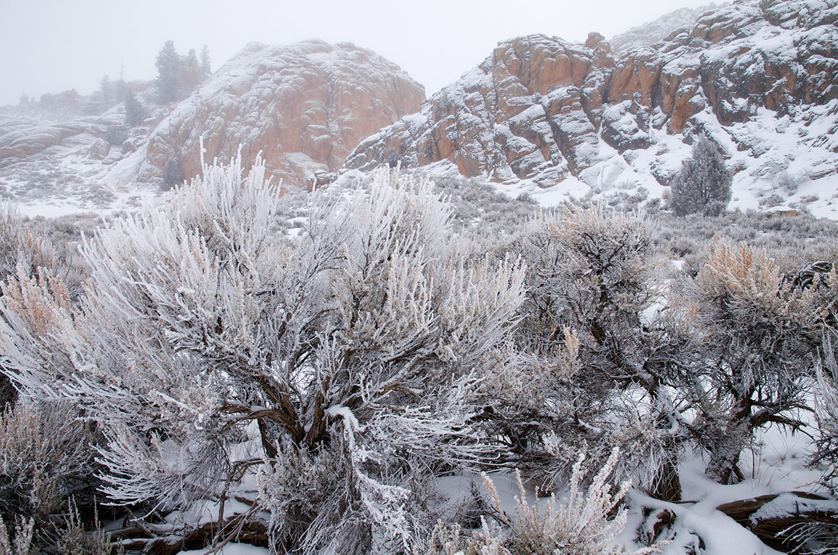 &nbsp;Fresh snow and fog in a winter dreamscape. Hartman's is both a recreatiional and natural wonderland and I was the only...