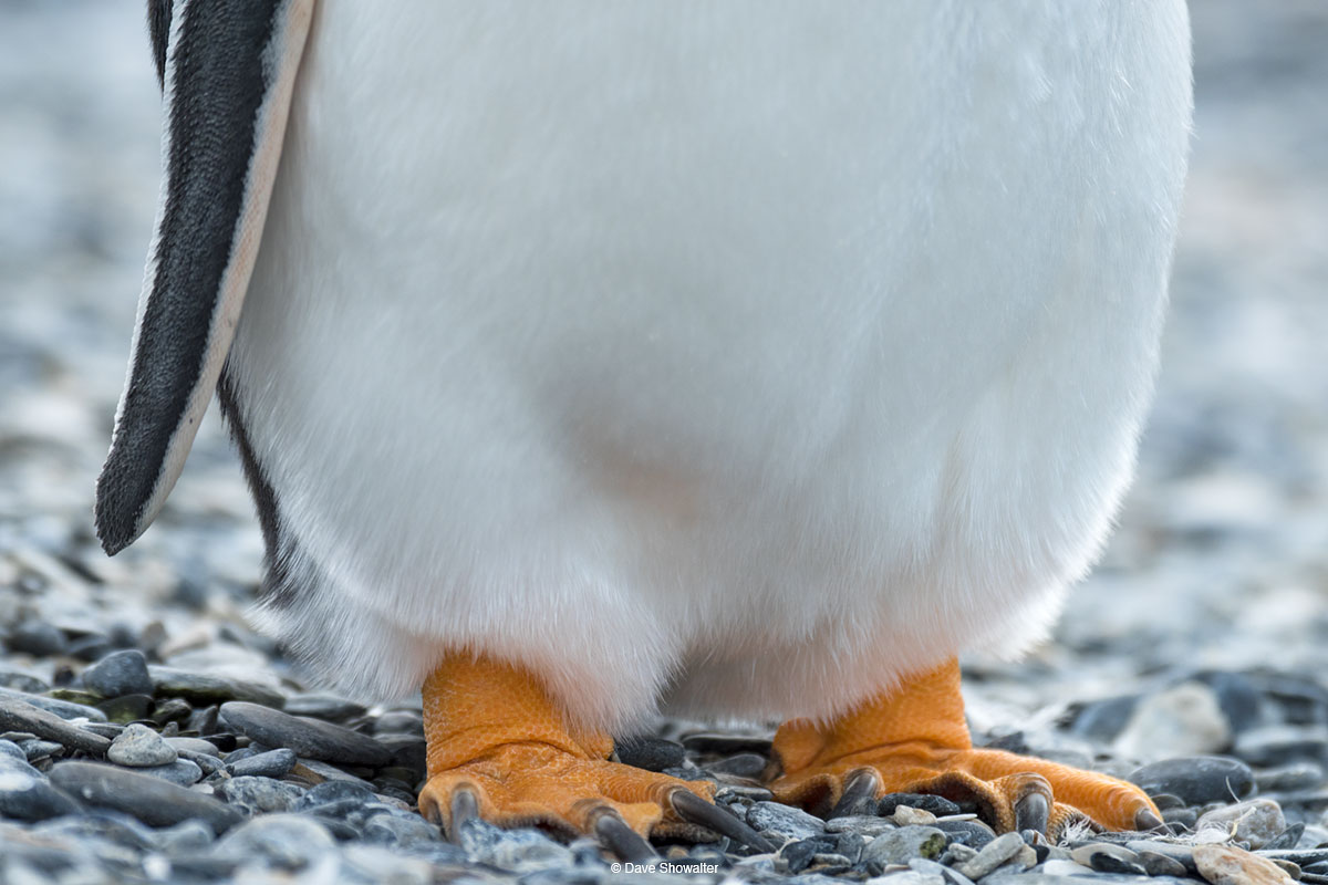 Gentoo penguins have plenty of personality and colorful orange feet to match. We enjoyed walking with Gentoo, King, and Magellanic...