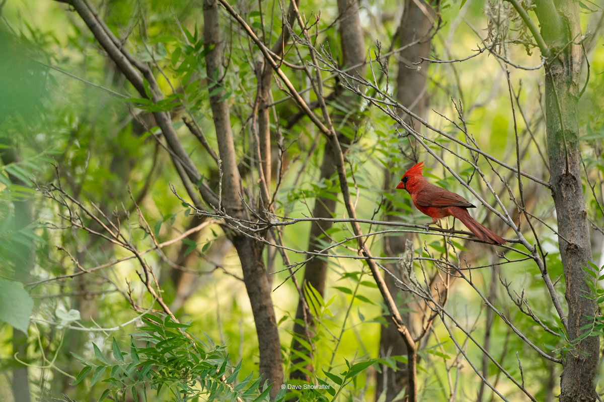 northern cardinal, mating season