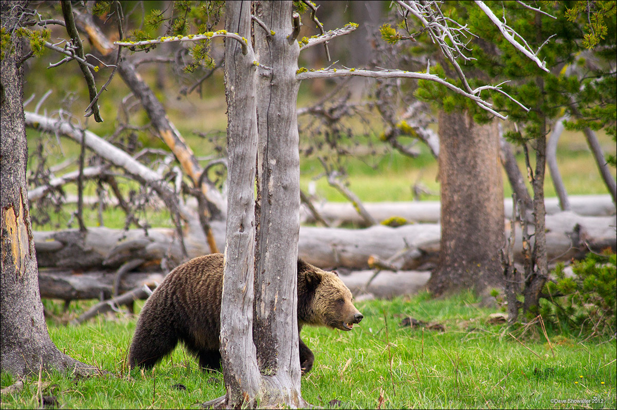 &nbsp;A large grizzly bear travels through stands of trees in Gibbon Meadows while foraging on a spring evening. Ursus arctos...