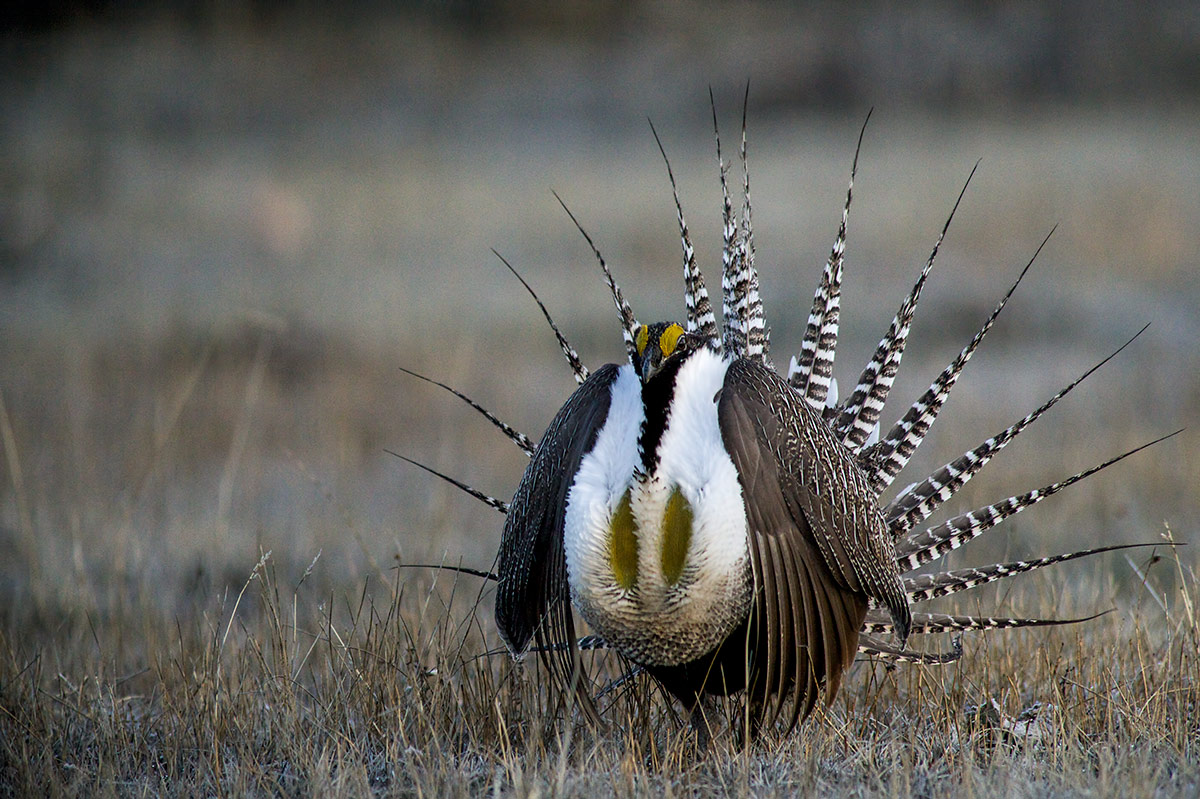 A male Gunnison Sage-grouse displays for a female on a lek during spring mating season. Gunnison Sage-grouse are far more endangered...