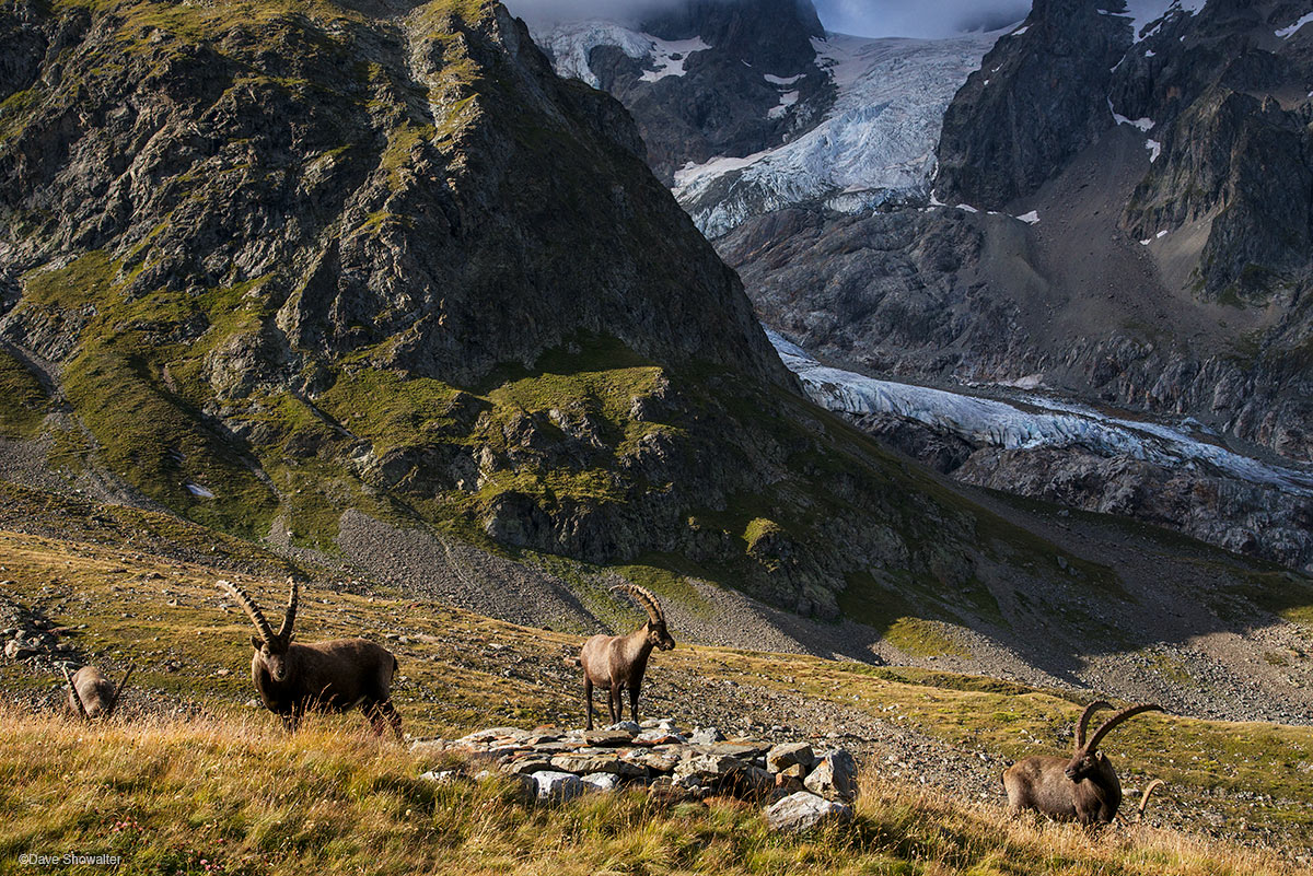 A herd of male alpine ibex graze beneath the Glacier de la Lee Blanch high in the Italian Alps. We hiked above Rifugio Elisabetta...