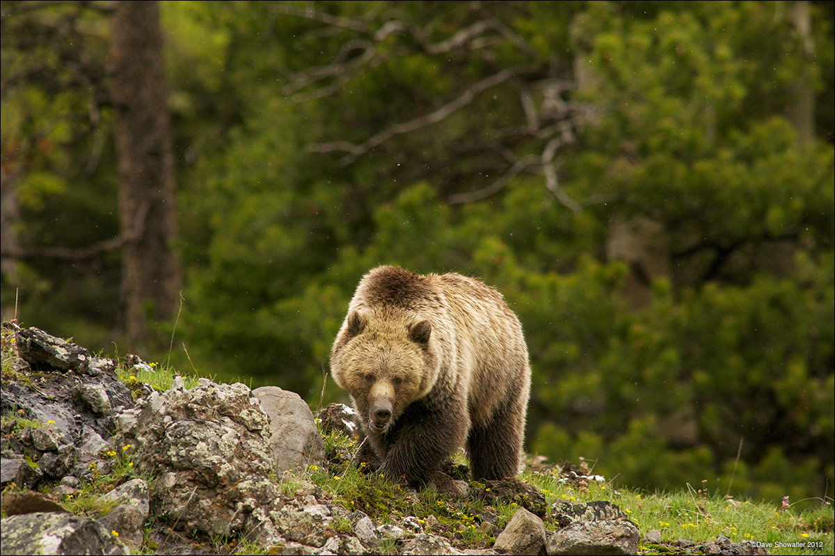 &nbsp;Although the direct stare of a grizzly bear is intimidating, this bear was moving from one foraging spot to another. We...