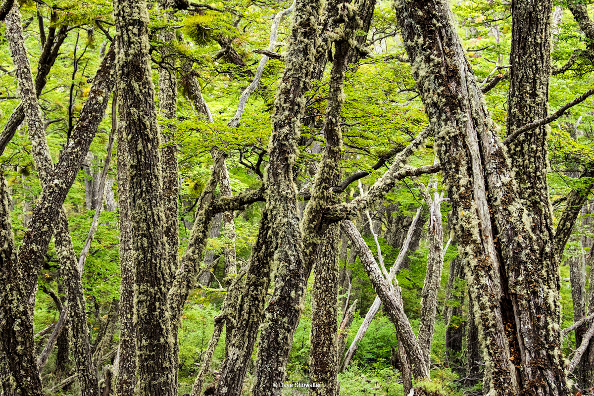 In southern Patagonia, where low temperatures and heavy snow cover Tierra Del Fuego through long winters, the lenga tree dominates...