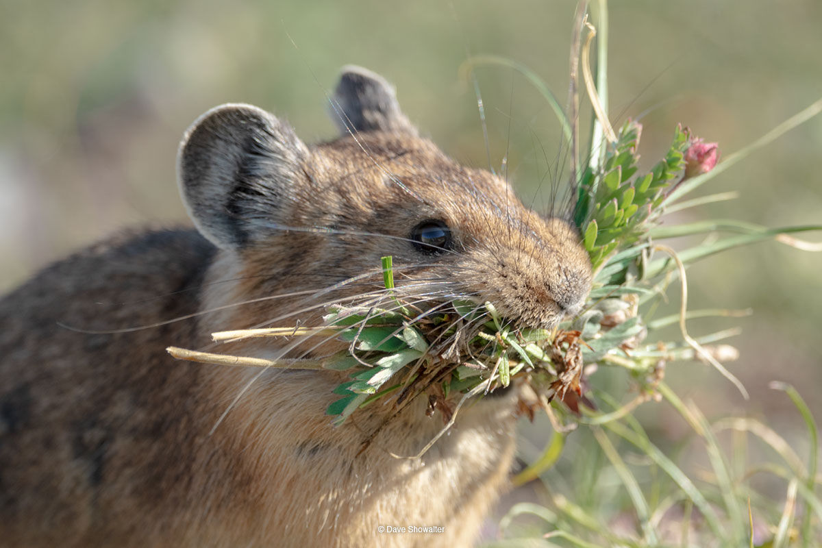pika, climate change