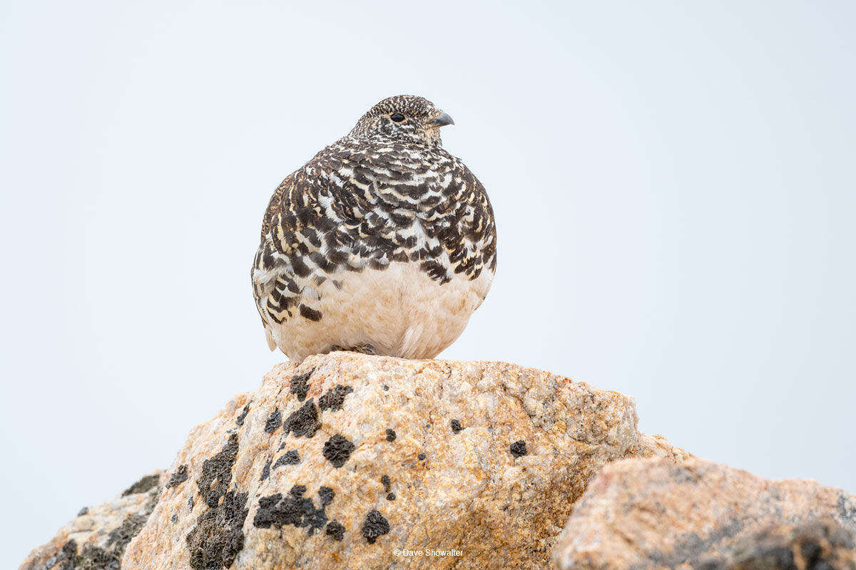 white-tailed ptarmigan, continental divide