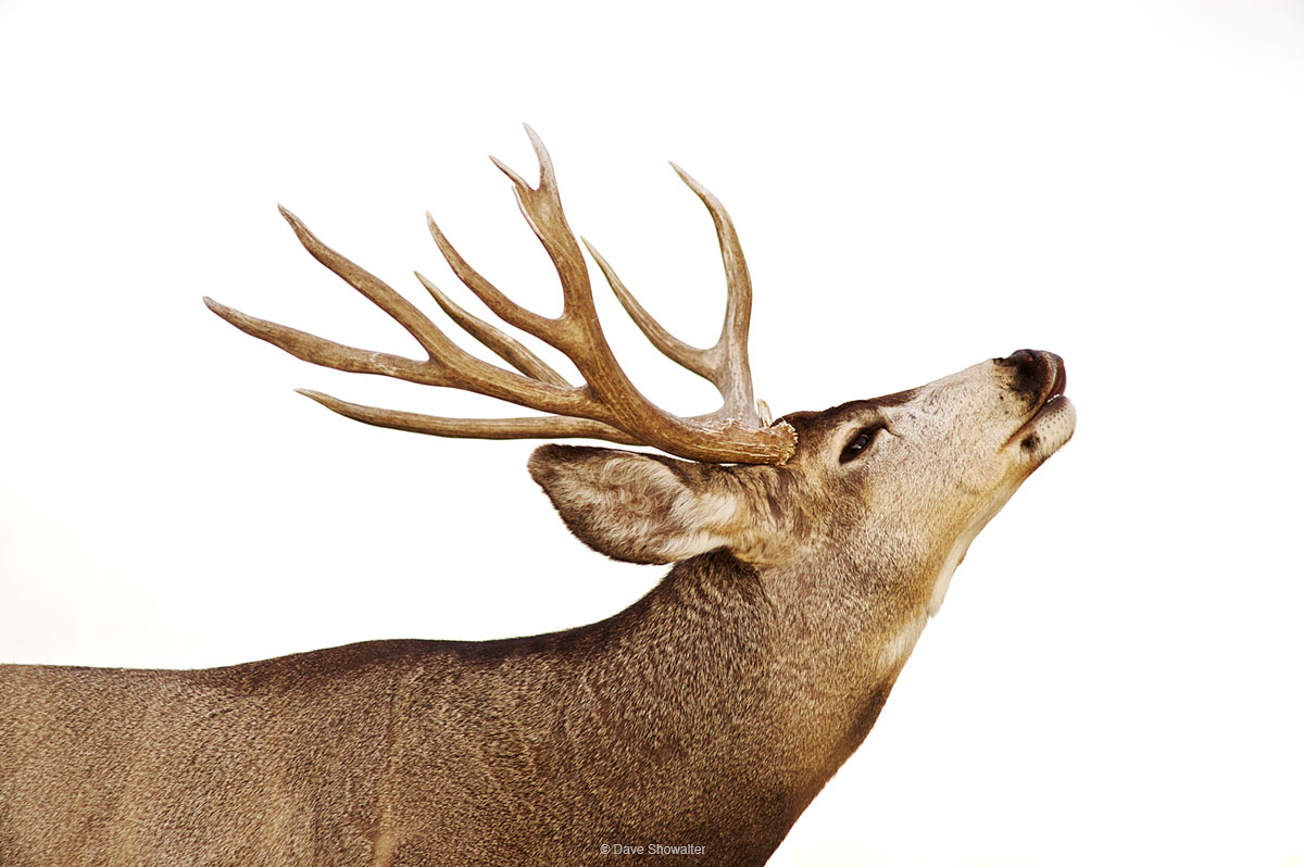 During autumn mating season, or rut, mule deer exhibit a lip curl behavior called flehmen response. He is testing the scent of...