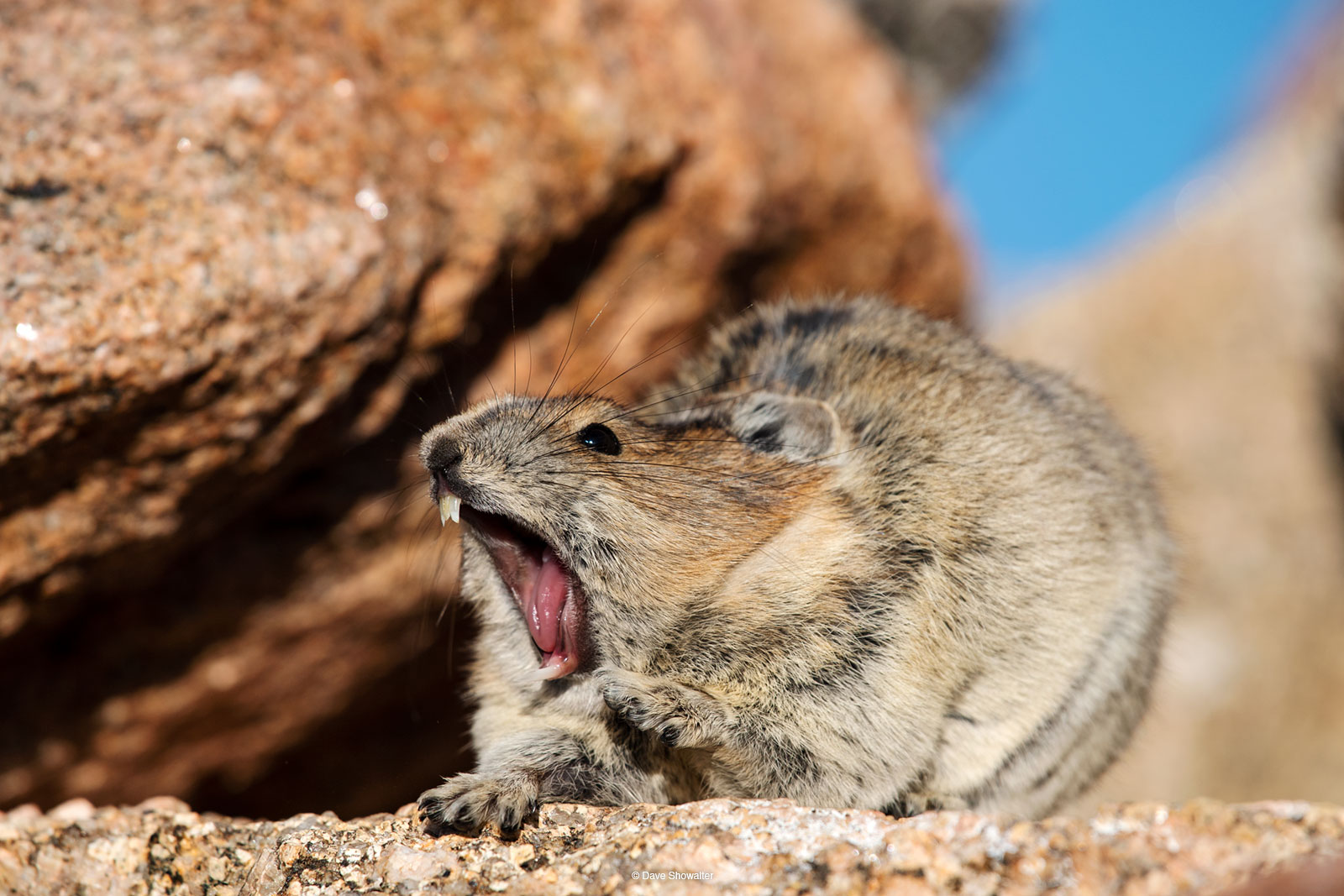 About the size of your fist, American pika live their entire lifecycle high in the alpine zone - this pika was photographed at...