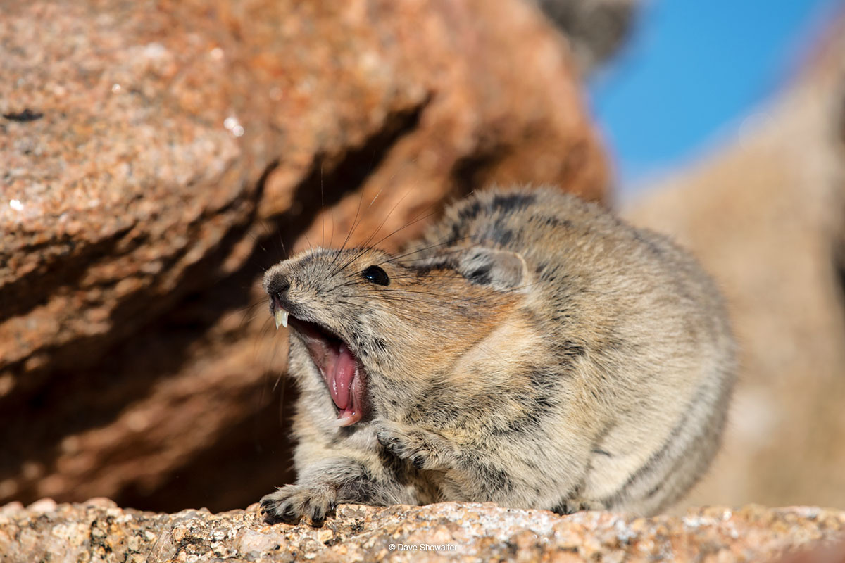 About the size of your fist, American pika live their entire lifecycle high in the alpine zone - this pika was photographed at...