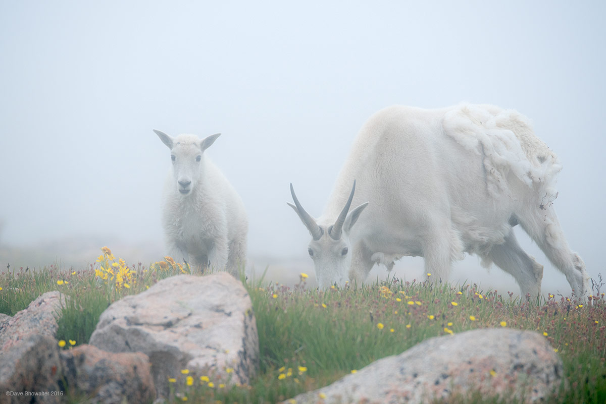 A mountain goat nanny and kid graze on succulent alpine tundra grasses high on (14,265') Mount Evans. The Mount Evans Wilderness...