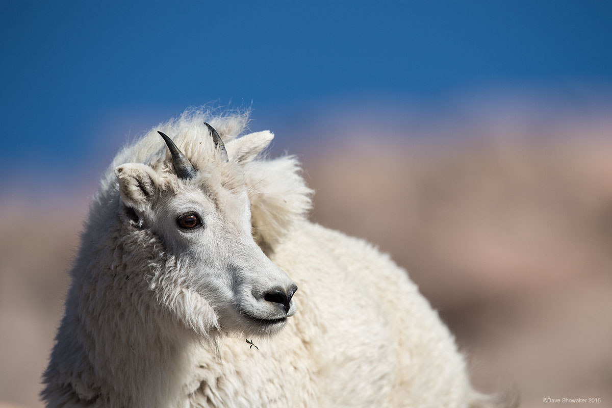 Of the mountain wind, a mountain goat catches warm morning light near Mount Evans' 14,271' summit.&nbsp;With the highest paved...