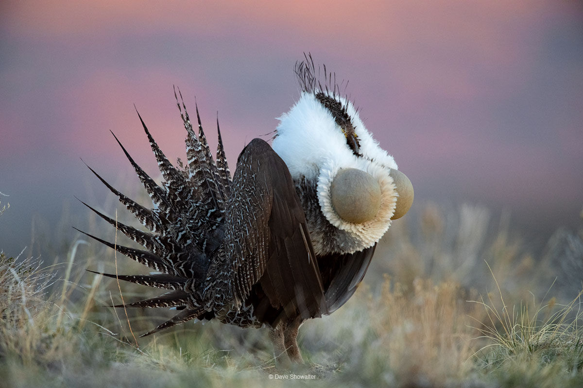 greater sage grouse, lek