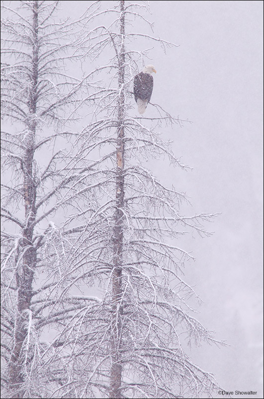An adult bald eagle fishes from a skeleton tree over the North Fork of the Shoshone River in a snowstorm. Haliaeetus leucocephalus...