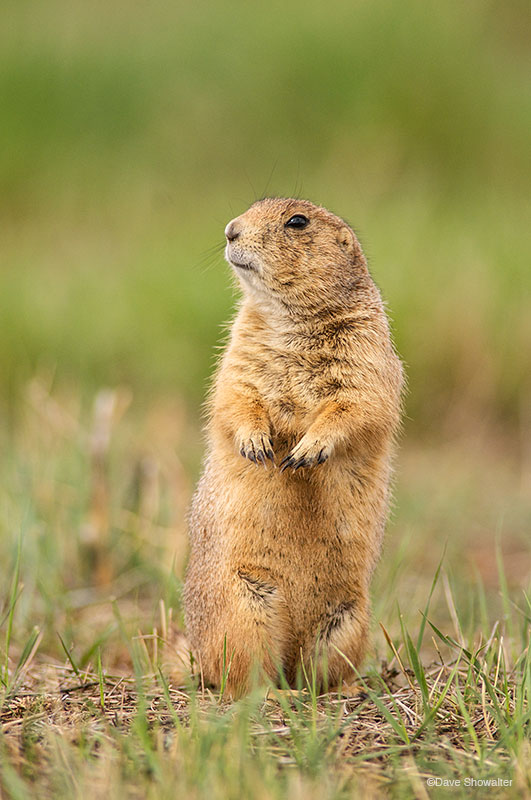 Black-tailed prairie dogs often stand to survey their surroundings, assess danger, and chatter with their community. Occupying...