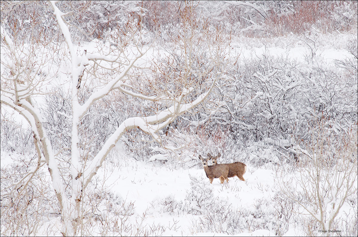 &nbsp;A pair of mule deer does pause while browsing along South Boulder Creek to observe the photographer on a remarkable winter...