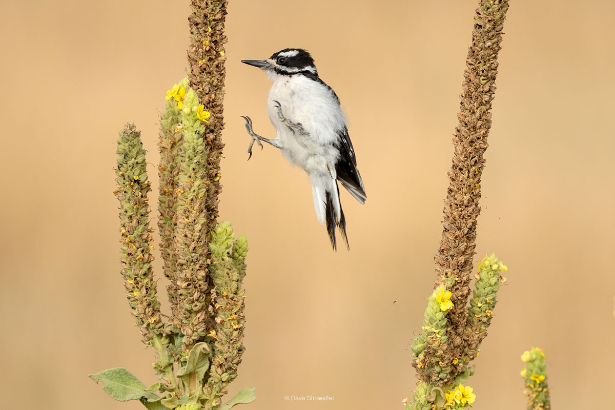 In late summer, a pair of downy woodpeckers were feeding voraciously on meullein, an invasive plant with nutritious seeds. In...