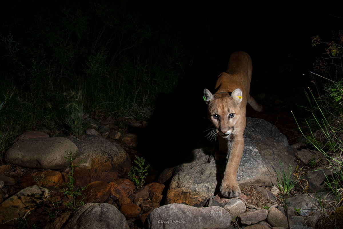 A wild mountain lion moves stealthily through a creek channel on the edge of prairie and foothills west of Denver. Mountain lions...