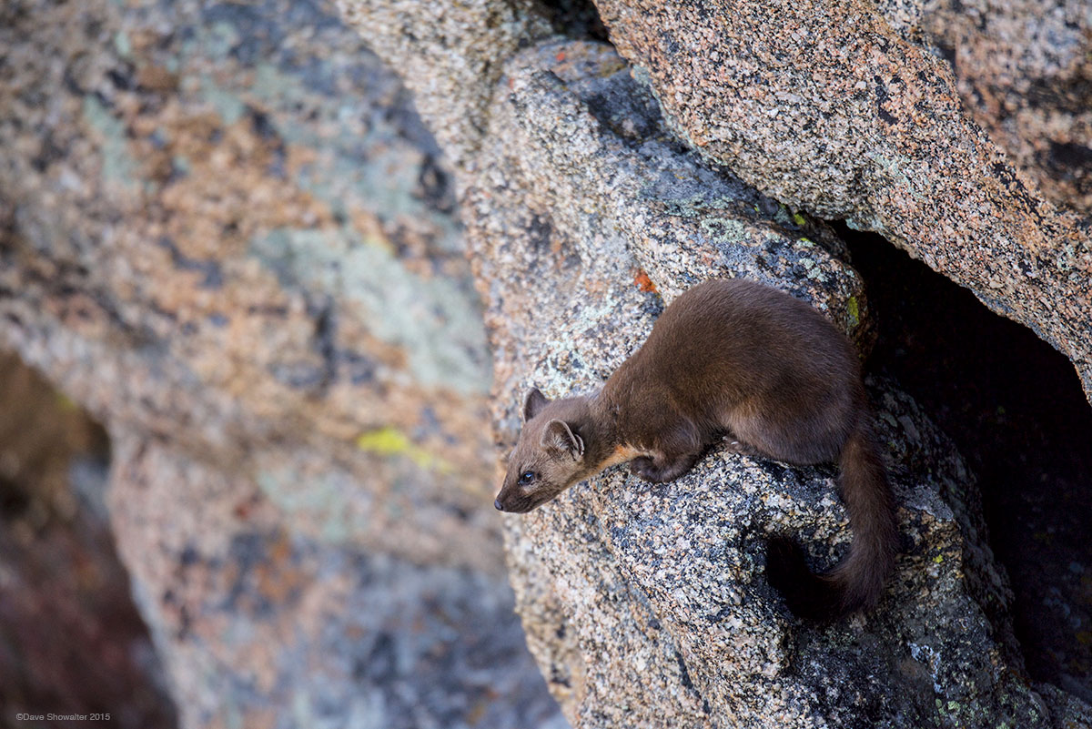 Considered a forest species, Pine martens aren't normally considered a high alpine species, but will go where prey is abundant...