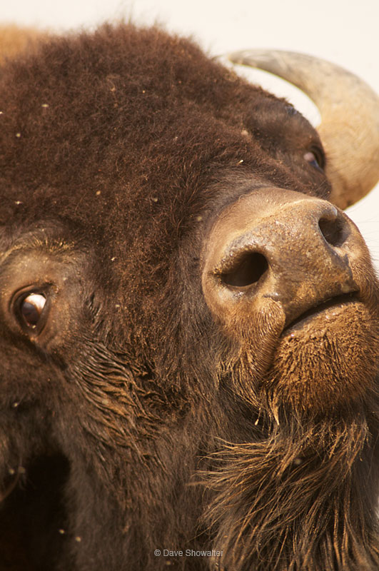 Our National Mammal, an American bison gives an intense look while shaking off from his mud bath. In mid-summer, insects can...