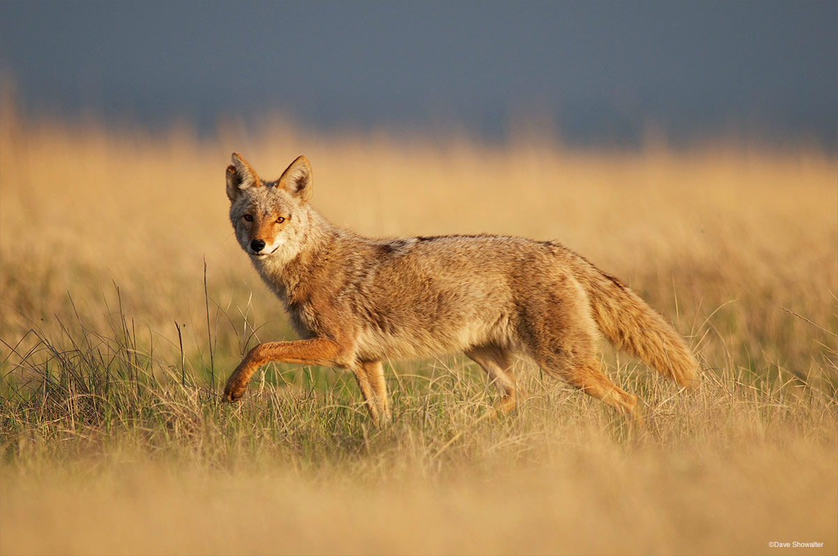 While roaming the shortgrass prairie, this coyote glanced towards my photo blind in mid-stride. With good grassland habitat and...