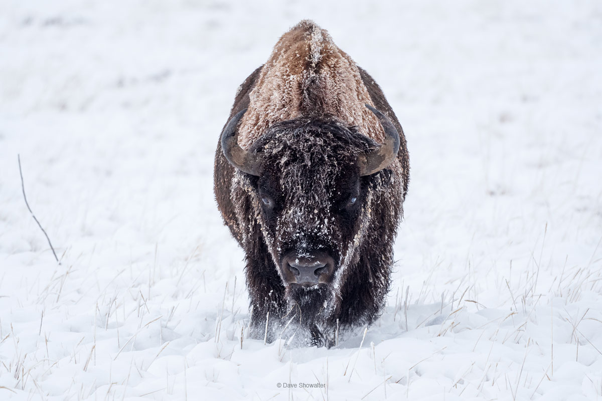 A single, majestic bison bull moves effortlessly over prairie, through fresh snow in late autumn.