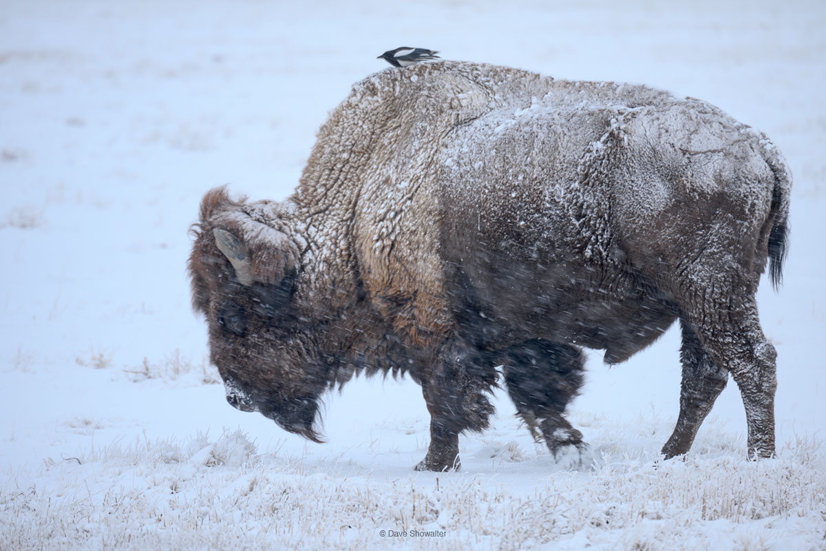 During a sideways winter storm, a black-billed magpie takes a rise with a large bull bison moving across the windblown prairie...