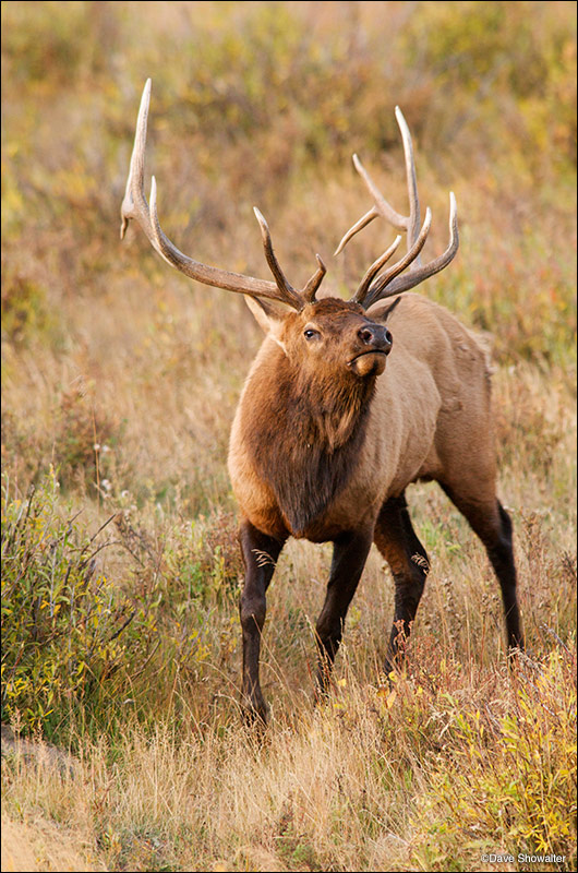 A magnificent bull elk during the autumn rut in Horseshoe Park. Rocky Mountain National Park, CO