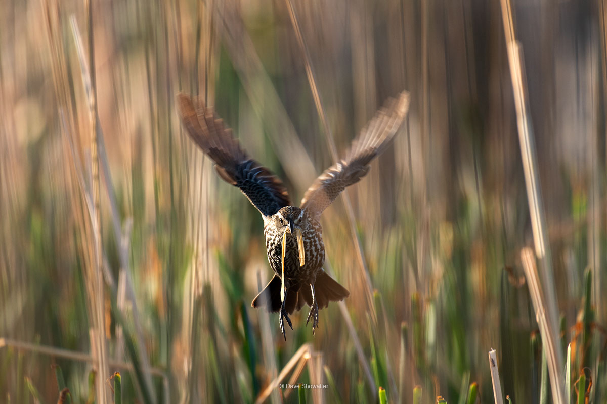 In the little suburban pond down the block, red-winged blackbird females go about the urgent business of gathering materials...