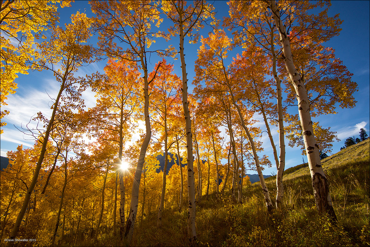 Just before dipping behind Gothic Mountain, the setting sun illuminates a stand of red-tipped autumn aspen. Aspen trees are colonial...