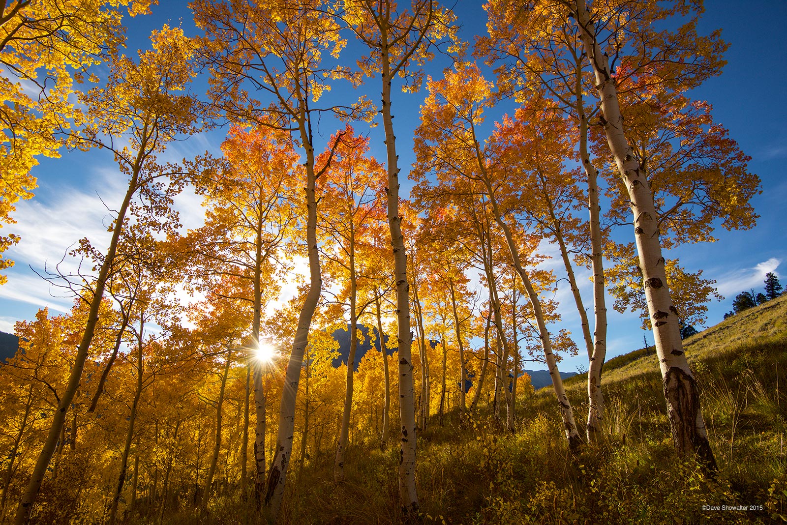 Just before dipping behind Gothic Mountain, the setting sun illuminates a stand of red-tipped autumn aspen. Aspen trees are colonial...