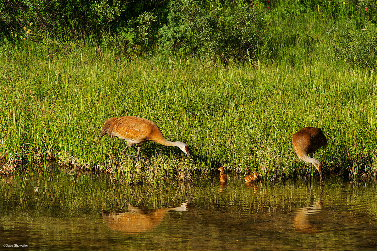 Sandhill cranes with colts (chicks) feed in a wetland near the Hoback River. The area was severely threatened by planned industrial...