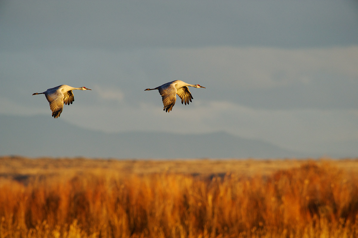 A pair of sandhill cranes return to roost in evening light that belies the chilly December air. Bosque is important winter refuge...