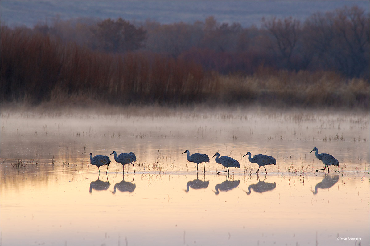 In early morning light, these sandhill cranes wade from their night roost before taking flight to graze in nearby fields. Bosque...