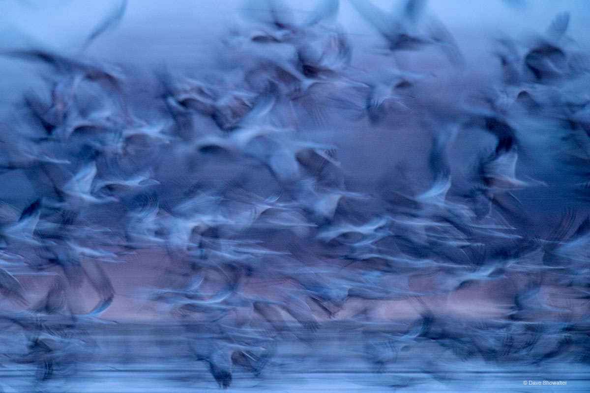 Spring on the Platte River near Kearney, Nebraska is a raucous time when North America's biggest migration passes through the...