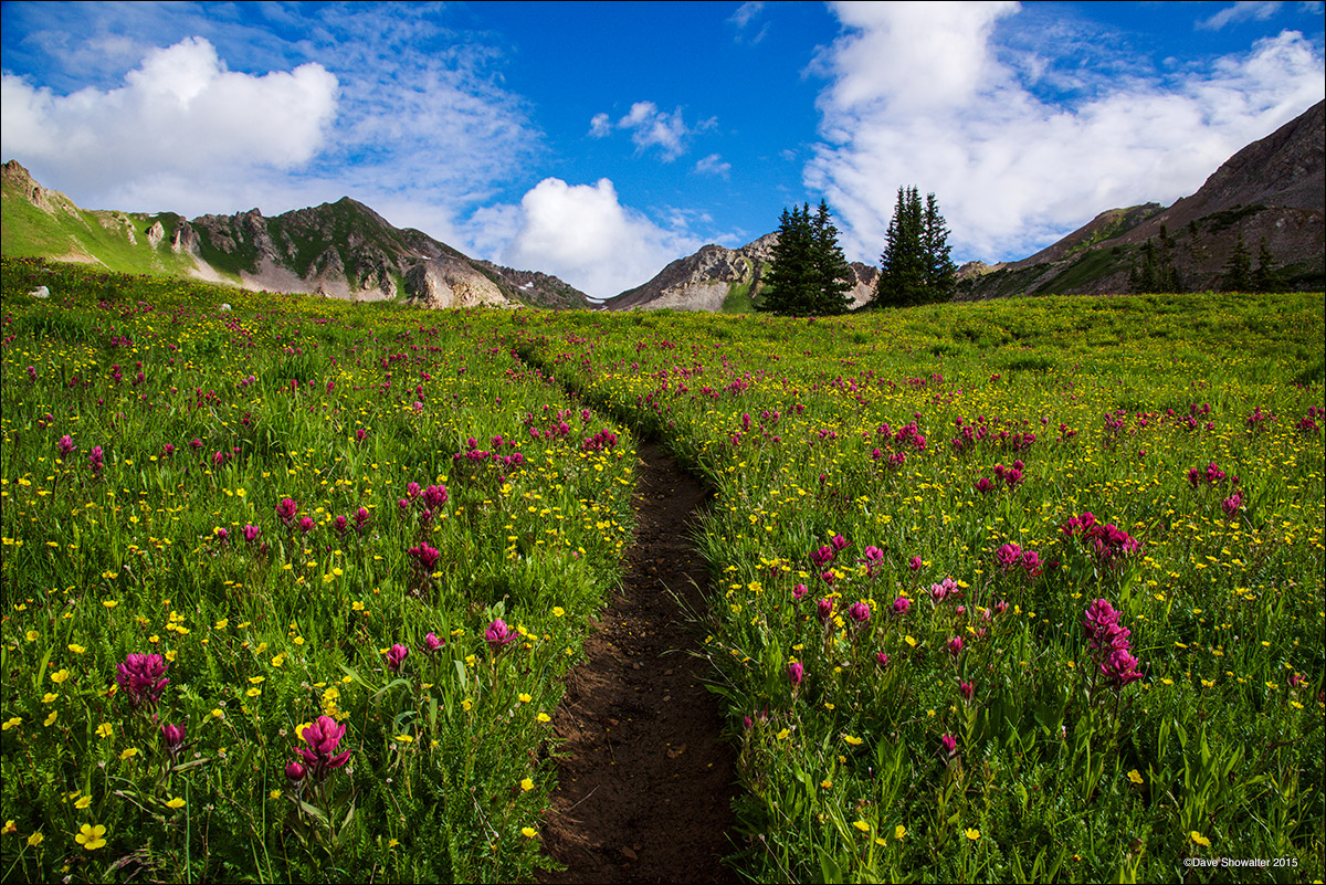 Our path to Silver Creek Pass leads through a verdant green alpine meadow of blooming Indian paintbrush and cinquefoil wildflowers...