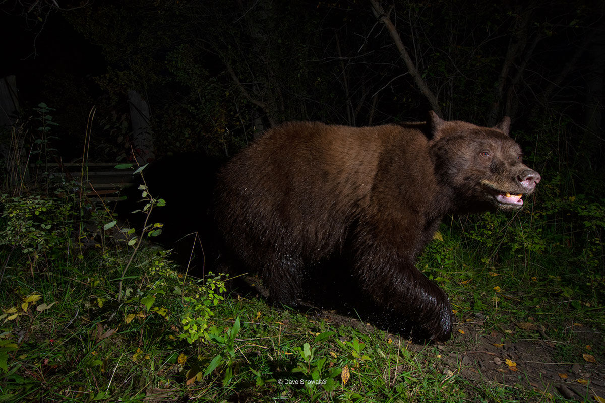 black bear, Grand Teton National Park