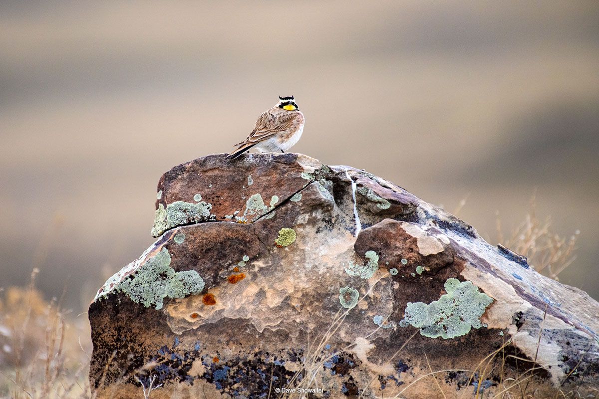 The sweet tinkling song of the horned lark is one of the first songbirds you'll hear in early spring on the shortgrass prairie...