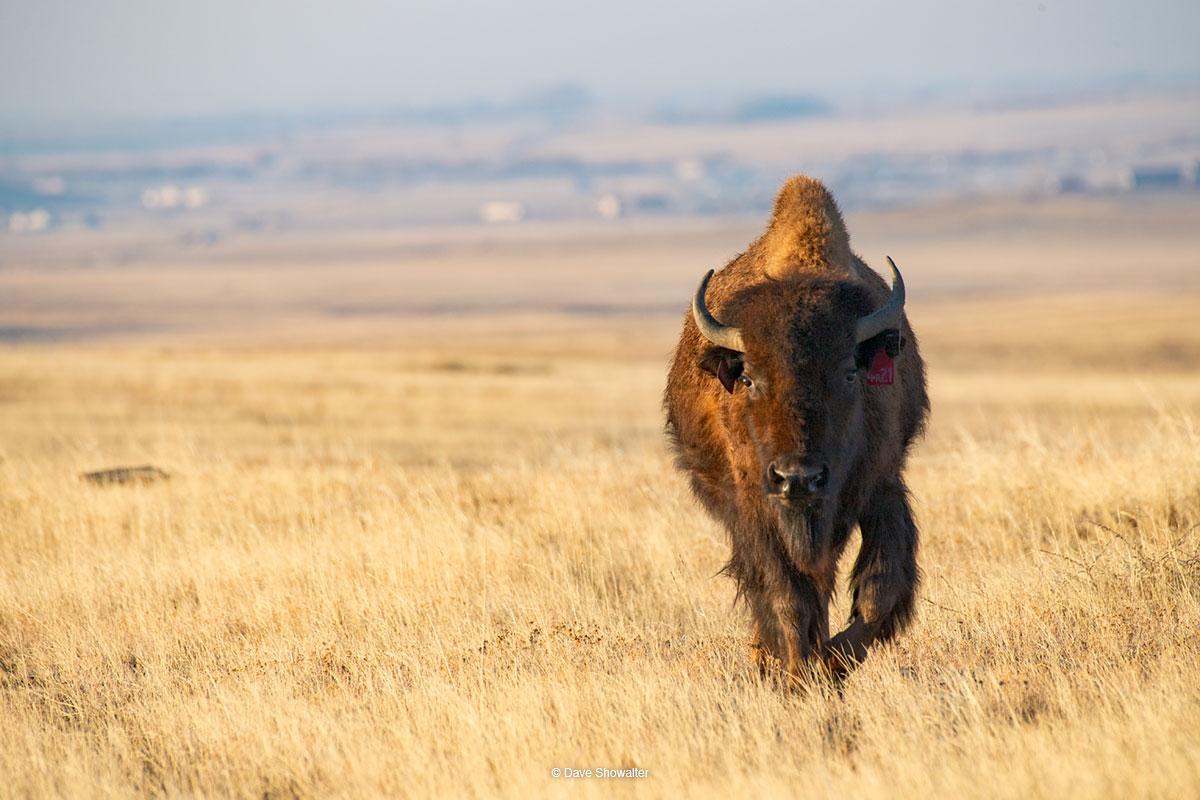 On a bluebird early spring morning, a big bison bull roams free on&nbsp;Soapstone's expansive shortgrass&nbsp;prairie. Wild bison...