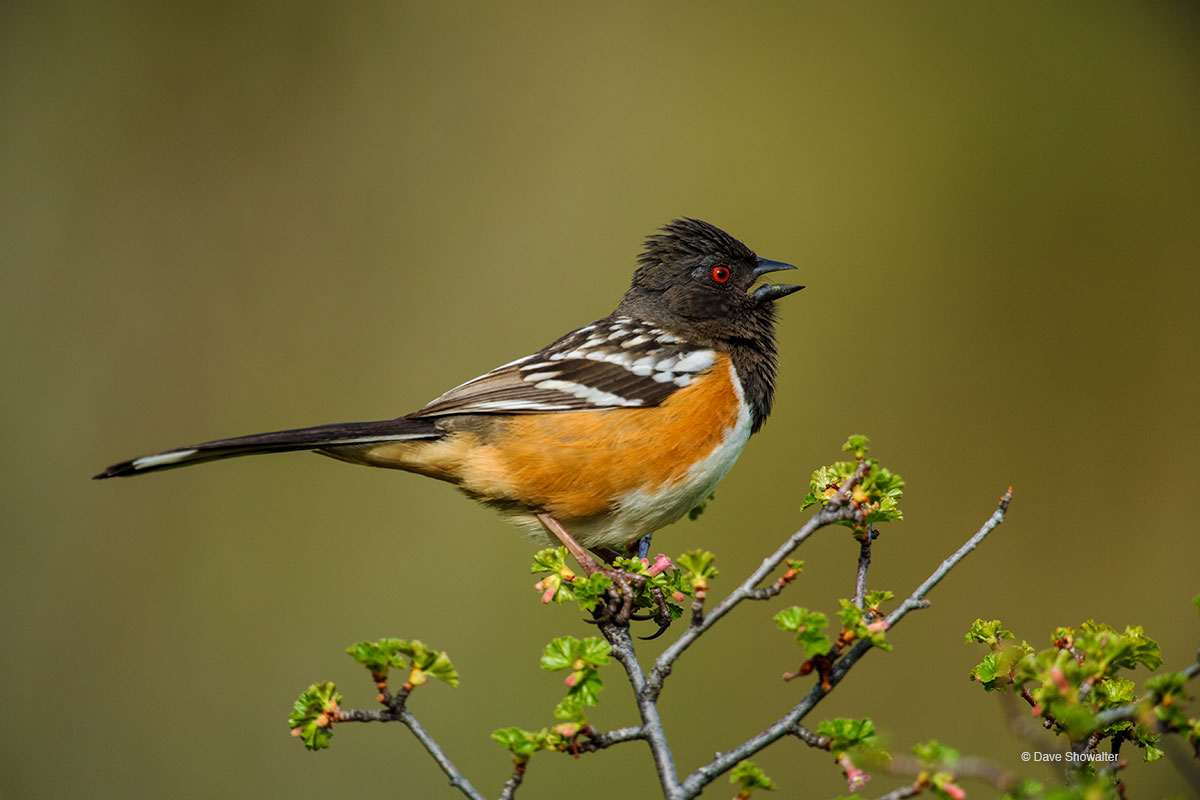 Spotted towhees are large and colorful sparrows that populate shrublands across the western U.S. In spring, their raucous singing...