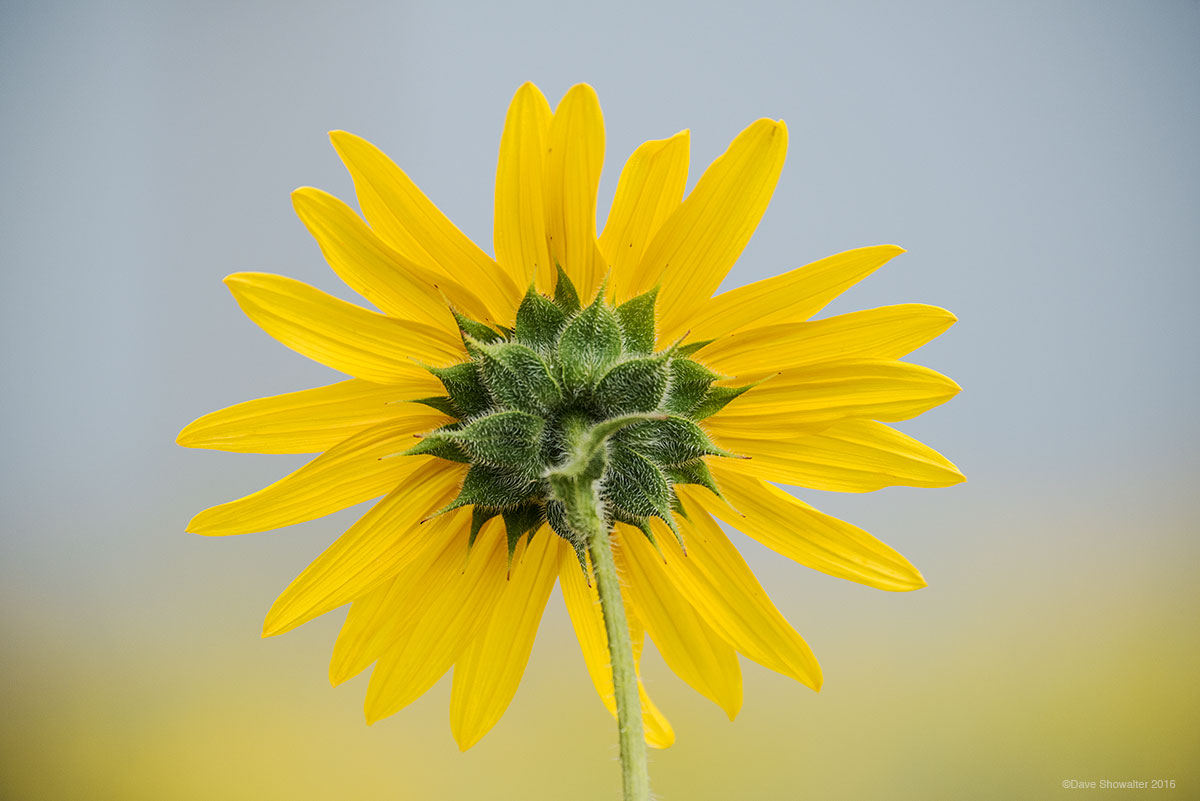 Prairie sunflowers bloom after late summer monsoons, transforming dry prairie to fields of gold. While they have a lovely face...