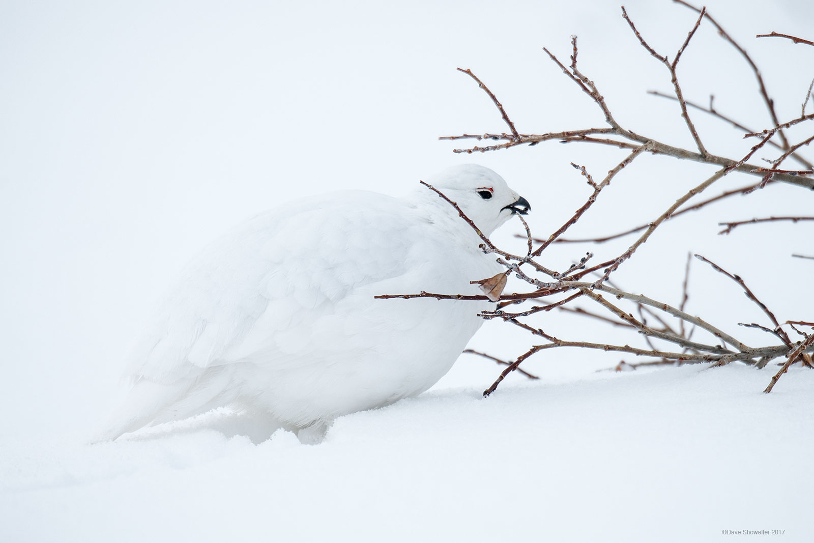 For the white-tailed ptarmigan, alpine willow is life. This ground nesting, smallest of North American grouse&nbsp;and master...