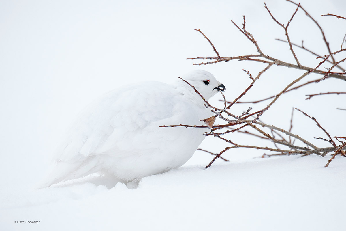 White-tailed ptarmigan spend their entire lifecycle in the harsh alpine environment above timberline, foraging on willow buds...