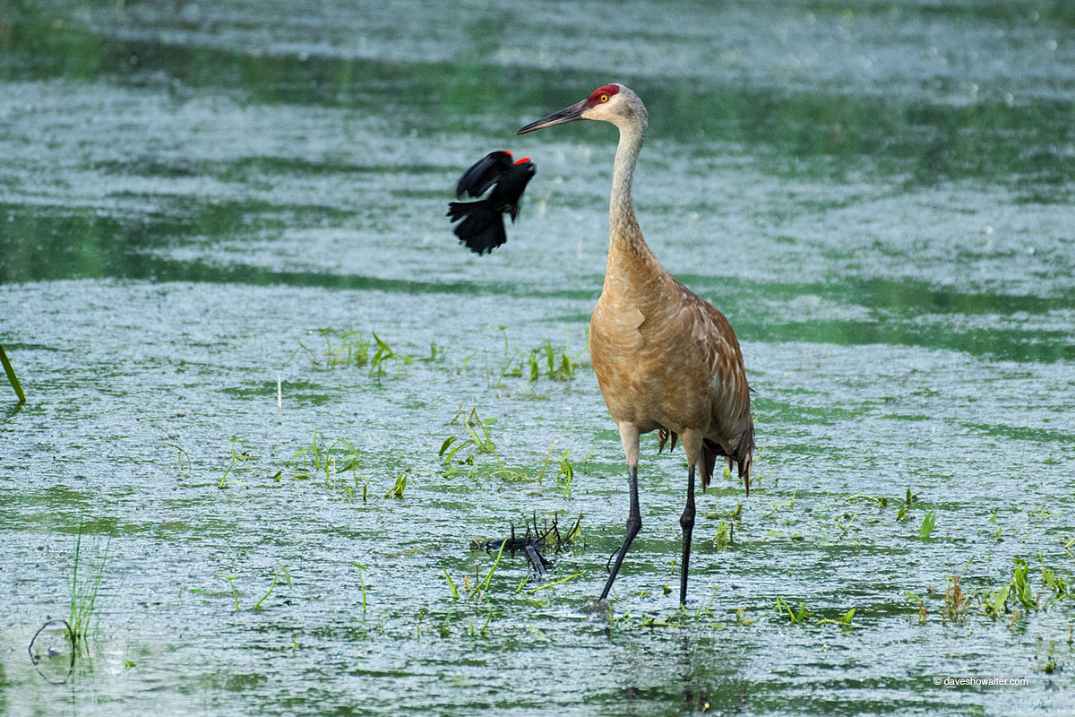 In a side channel of the Yampa River, a male red-winged blackbird relentlessly harasses a sandhill crane who's ventured too close...