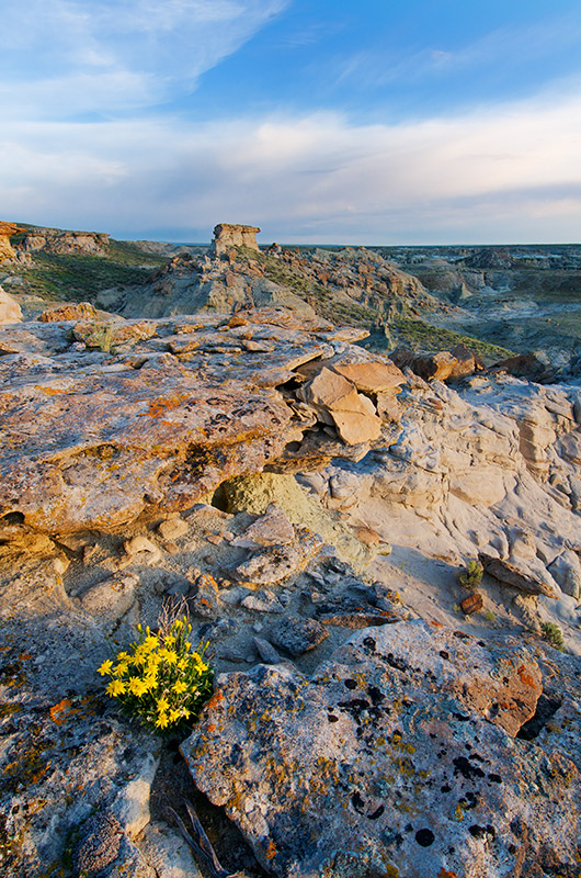 Soft morning light highlights the rugged landscape in Adobe Town, located in Wyoming's southern Red Desert. The golden aster...